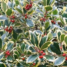 Ilex altaclerensis golden for sale  HORSHAM