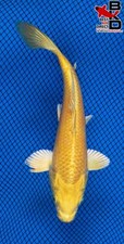 yamabuki ogon koi for sale yamabuki ogon koi for sale Claudville