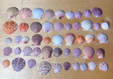 Scallop seashells lot for sale  Orlando