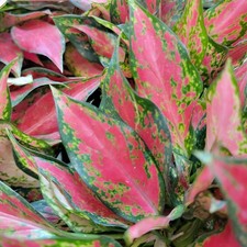 Aglaonema angel china for sale  Woodland Hills