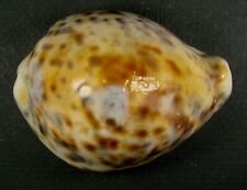 Cypraea tigris zymecrasta for sale  Carlsbad