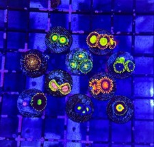 Pack zoanthids wysiwyg for sale  Placentia