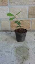 Pianta quercus pubescens usato  Buti