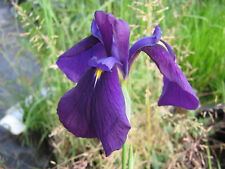 Iris ensata blaue gebraucht kaufen  Schmidmühlen