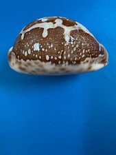 Cypraea mappa mappa for sale  Lewes
