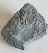Dizygocrinus indianaensis crin gebraucht kaufen  Hamburg