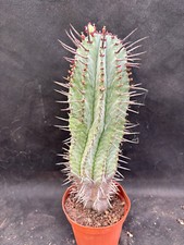 Euphorbia horrida cactus usato  Massafra