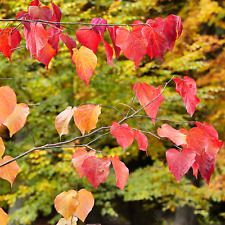 Cercis canadensis forest for sale  UK