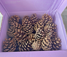 Pcs natural fir for sale  STOCKPORT