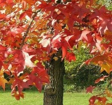 American sweetgum trees for sale  Mcminnville