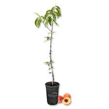 Tropic beauty peach for sale  USA