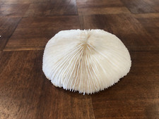 Corail blanc coussin d'occasion  Châtillon-sur-Loire