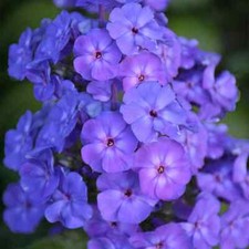 100 beauty blue for sale  Spring City
