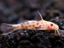 Dwarf pink petricola for sale  Indianapolis