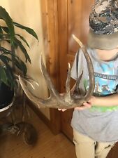 whitetail deer mounts for sale  Bigfork