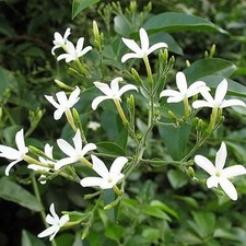 Jasminum officinale jasmin d'occasion  Pouzauges