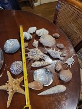 Lot coquillage bénitier d'occasion  Nouzonville