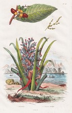 Anacardier ananas sauvage gebraucht kaufen Anacardier ananas sauvage gebraucht kaufen  Seubersdorf