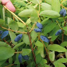 Fruit bushes honeyberry for sale  PETERBOROUGH