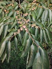 50 sementes de ameixeira de data para plantio - Lótus Diospyros comprar usado 50 sementes de ameixeira de data para plantio - Lótus Diospyros comprar usado  Enviando para Brazil