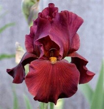 Iris germanica war for sale  LONDON