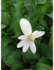 Anemonopsis californica margin for sale  MARKET RASEN