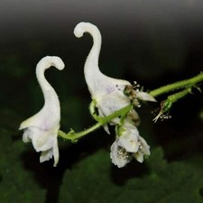 Semi orchidea anatra usato  Reggio Calabria