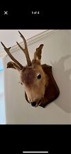 Taxidermy deer foe for sale  LIVERPOOL