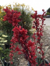 Hesperaloe parviflora yucca usato  Pontinia