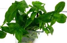 Ableger bewurzelt tradescantia gebraucht kaufen  Gronau