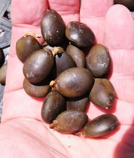 coffee plants for sale coffee plants for sale Rochester