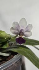 Phalaenopsis glad kid for sale  LONDON