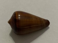 Coquillage conidae conus d'occasion  Mandelieu-la-Napoule