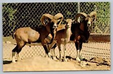 Mouflon sheep benson for sale  Currituck