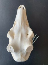 H48 schädel rothirsch gebraucht kaufen  Coesfeld