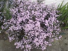 Diosma pink fountain for sale  UCKFIELD