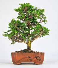 Bonsai hinoki scheinzypresse gebraucht kaufen  Berlin