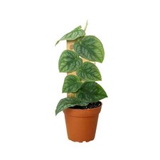 Monstera dubia for sale  Marshall