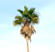 Washingtonia robusta palma usato  Napoli