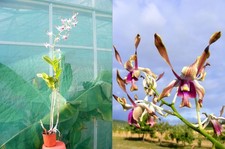 Dendrobium lasianthera orchid� usato  Spedire a Italy