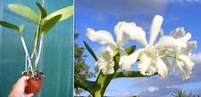 Cattleya gisela schmidt d'occasion  Fumel