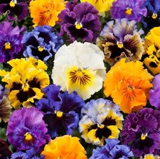 Pansy mini plug for sale  LONDON