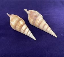 Pair spindle tibia for sale  CAMELFORD