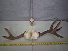 Freak canadian moose for sale  Valley City