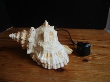 Faux conch shell for sale  DUDLEY