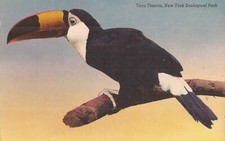 Sociedade Zoológica de Nova York - Toco Tucano comprar usado  Enviando para Brazil