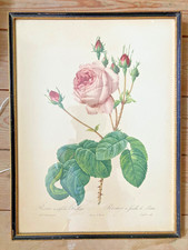 antique botanical prints for sale  LONDON