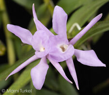 Epidendrum mirabile bud for sale  Santa Rosa