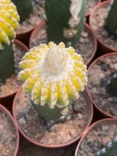 Rarepiante cactus succulente usato  Spedire a Italy