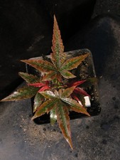 Seed grown acer for sale  Rochester